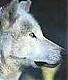 ladywolf718's Avatar